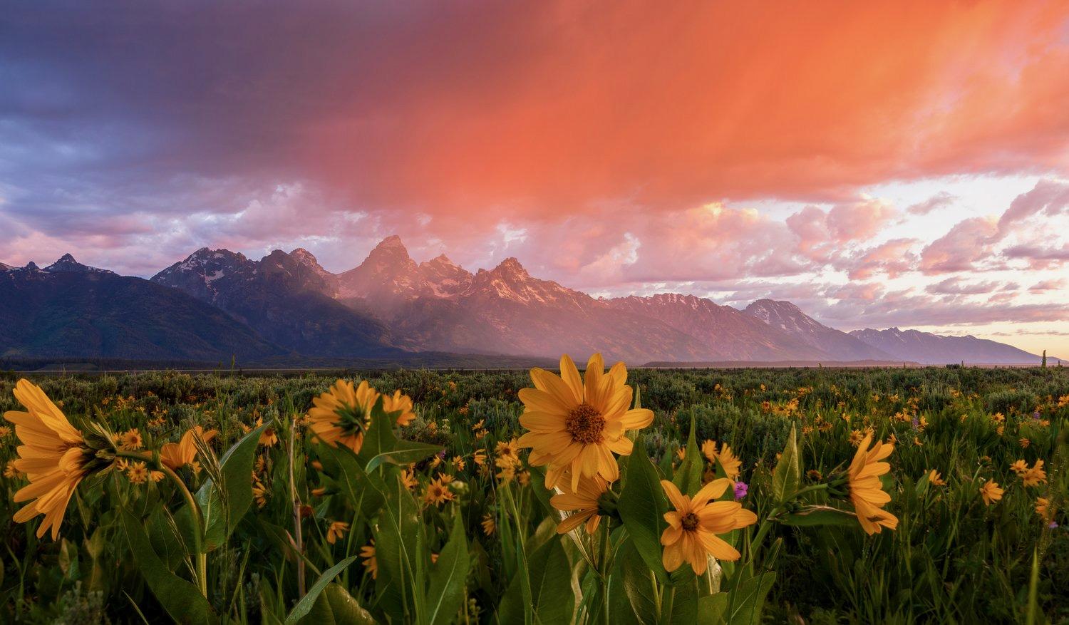 Wild sunflowers below jagged mountain peaks